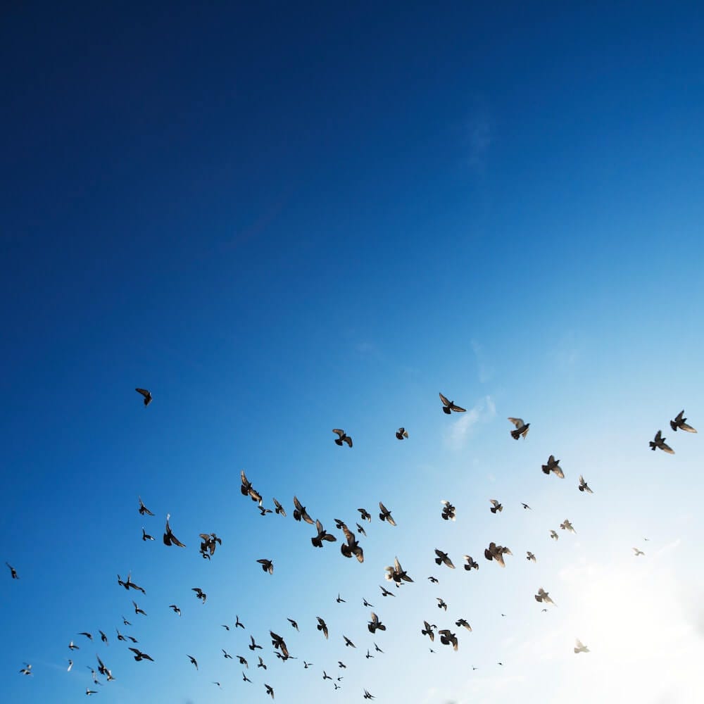 Featured image for “How to Stop Birds from Flying into Your Windows”